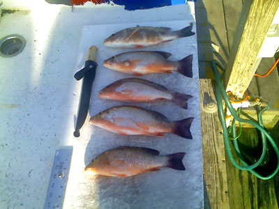 Tampa Bay Snapper