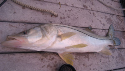 Mike's Snook