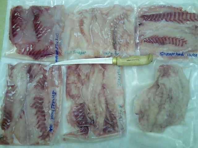 Sheepshead Fillets