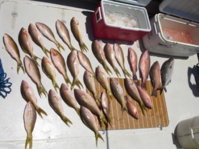 fish