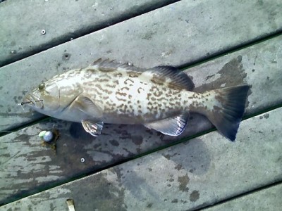 grouper6