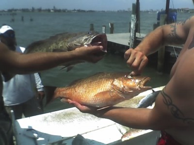 snapper-and-grouper