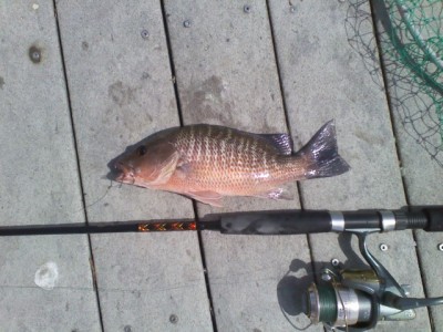 Mangrove-Snapper-Photo