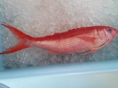 Queen Snapper