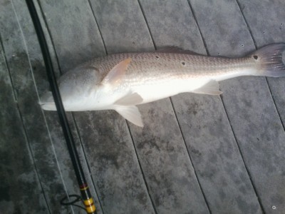 redfish222014