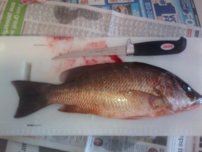 snapper714