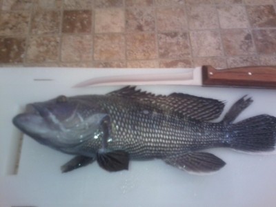 seabass