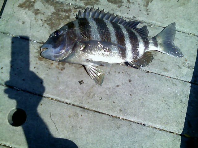 Tampa Bay Sheepshead Fishing